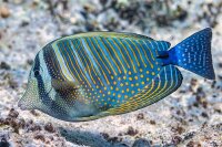 Zebrasoma desjardinii - Indischer Segelflossendoktor