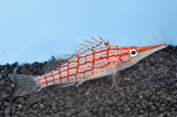 Oxycirrhites typus - Langschnäuziger...