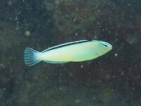 Meiacanthus smithi - Smiths Disco Blenny NZ
