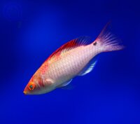 Cirrhilabrus adornatus - Debelius-Zwerglippfisch
