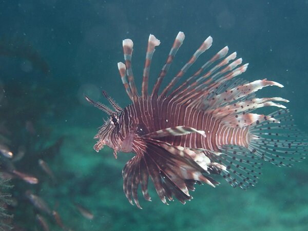 Pterois volitans - Rotfeuerfisch