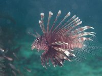 Pterois volitans - Rotfeuerfisch