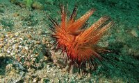 Astropyga radiata - Roter Diademseeigel