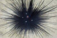 Diadema setosum - Diadem-Seeigel
