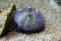 Lytechinus spec. - Seeigel Weiß Lila Nachzucht