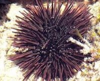 Echinometra spec. - Seeigel Schwarz/Lila