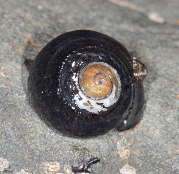 Tegula funebralis - Schwarze Turban Schnecke