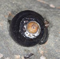 Tegula funebralis - Schwarze Turban Schnecke