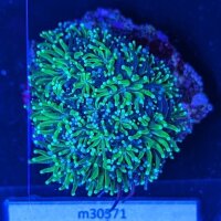 Galaxea fascicularis - Kristallkoralle Neongrün...