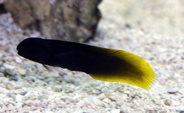 Enchelyurus flavipes - Gelbschwanz Blenny