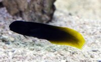 Enchelyurus flavipes - Gelbschwanz Blenny