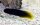 Enchelyurus flavipes - Gelbschwanz Blenny