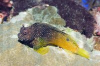Salarias ramosus - Schleimfisch