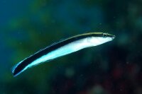 Aspidontus taeniatus - Falscher Putzerlippfisch