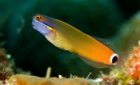 Ecsenius melarchus - Schleimfisch
