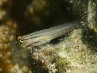 Ecsenius nalolo - Nalolo Schleimfisch