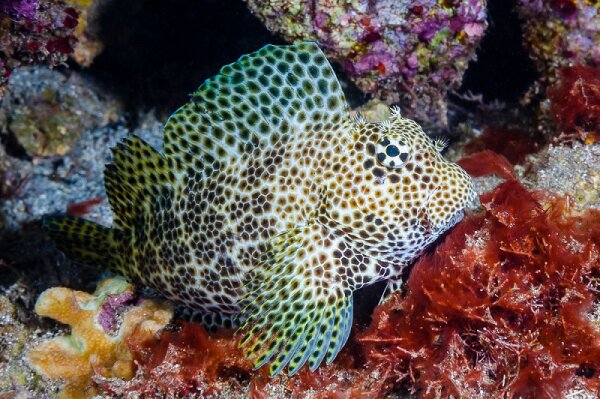 Exallias brevis - Leoparden-Schleimfisch