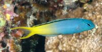 Meiacanthus atrodorsalis - Säbelzahnschleimfisch