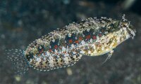 Petroscirtes mitratus - Säbelzahnschleimfisch
