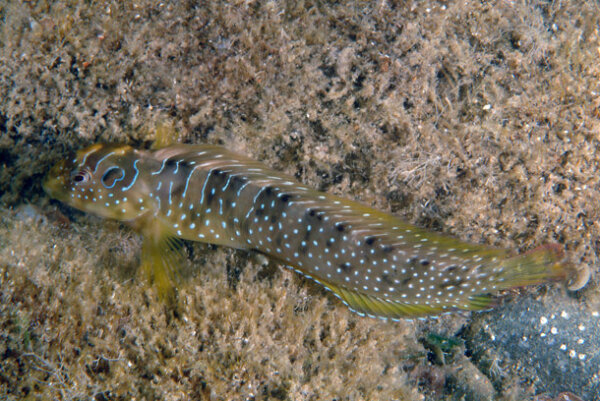 Salaria pavo - Schleimfisch