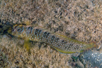 Salaria pavo - Schleimfisch