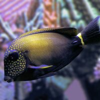 Acanthurus Maculiceps - Punktgesicht Doktorfisch