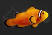 Amphiprion ocellaris - Falscher Clownfisch "Naked...