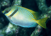 Siganus virgatus - Kopfband Kaninchenfisch
