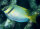Siganus virgatus - Kopfband Kaninchenfisch