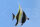 Zanclus cornutus - Halfterfisch