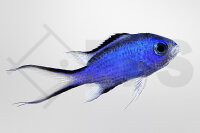 Chromis cyanea - Blaues Schwalbenschwänzchen