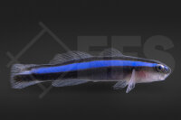 Elacatinus oceanops - Blaue Neonputzergrundel Nachzucht