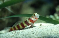 Amblyeleotris wheeleri - Wheelers Partnergrundel