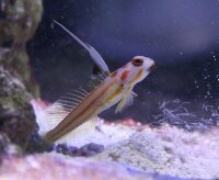 Stonogobiops yasha - Yasha Grundel