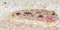 Fusigobius pallidus - Gefleckte Höhlengrundel Nachzucht