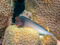 Ophioblennius macclurei - Rotlippen Blenny