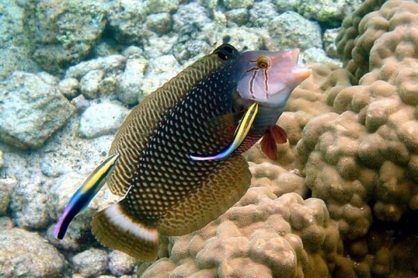 Novaculichthys taeniourus - Bäumchen-Lippfisch juvenil