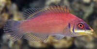 Cirrhilabrus rubrisquamis - Rosaschuppen-Zwerglippfisch