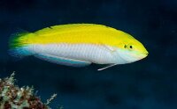 Halichoeres leucoxanthus - Indischer Kanarien Lippfisch