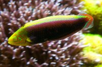 Halichoeres iridis - Gelbkopfjunker