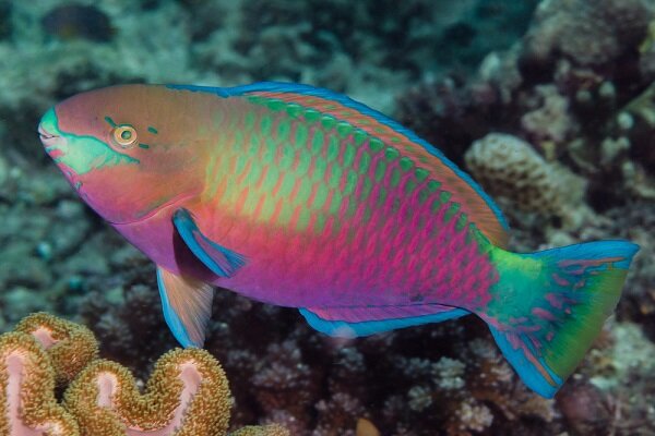 Scarus quoyi - Regenbogen Papageifisch