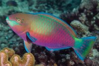 Scarus quoyi - Regenbogen Papageifisch