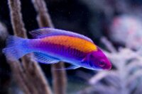 Cirrhilabrus aurantidorsalis - Orangerücken -...