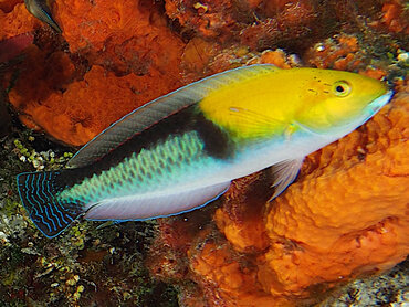 Halichoeres garnoti - Gelbkopf Lippfisch