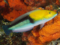 Halichoeres garnoti - Gelbkopf Lippfisch