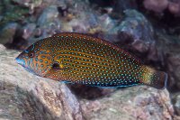 Anampses caeruleopunctatus - Blaupunkt-Perllippfisch
