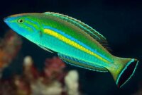 Pseudojuloides cerasinus - Zuckerstangen-Junker