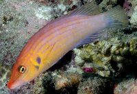 Pseudocheilinus octotaenia - Achtlinien-Zwerglippfisch