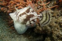 Monacanthus chinensis - Feilenfisch