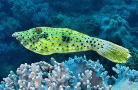 Aluterus scriptus - Schrift-Feilenfisch